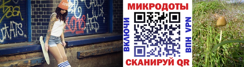 Купить  Строитель  Галлюциногенные грибы Cubensis 